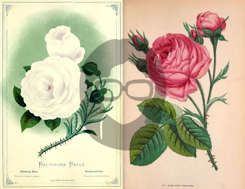 Vintage Roses Ephemera Printable Paper Pack - Set #74 - 30 Pg Instant Download - digital journal kits, roses clipart floral
