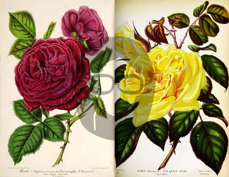 Vintage Roses Ephemera Printable Paper Pack - Set #74 - 30 Pg Instant Download - digital journal kits, roses clipart floral