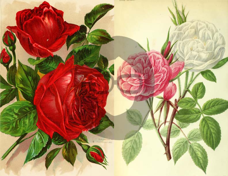 Vintage Roses Ephemera Printable Paper Pack - Set #74 - 30 Pg Instant Download - digital journal kits, roses clipart floral