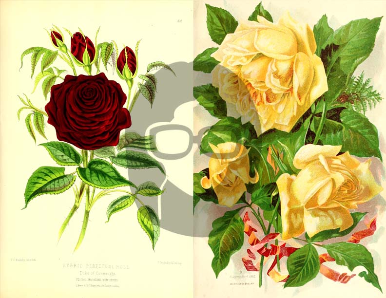 Vintage Roses Ephemera Printable Paper Pack - Set #74 - 30 Pg Instant Download - digital journal kits, roses clipart floral