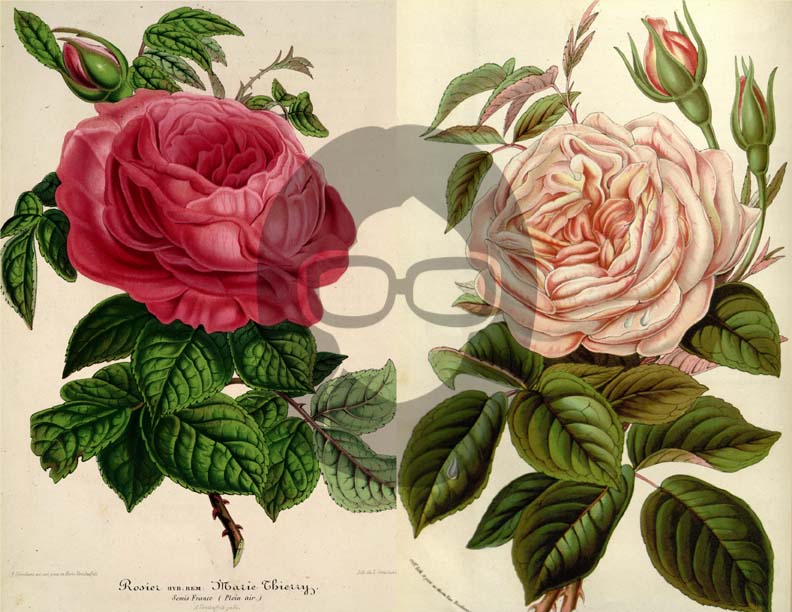 Vintage Roses Ephemera Printable Paper Pack - Set #74 - 30 Pg Instant Download - digital journal kits, roses clipart floral