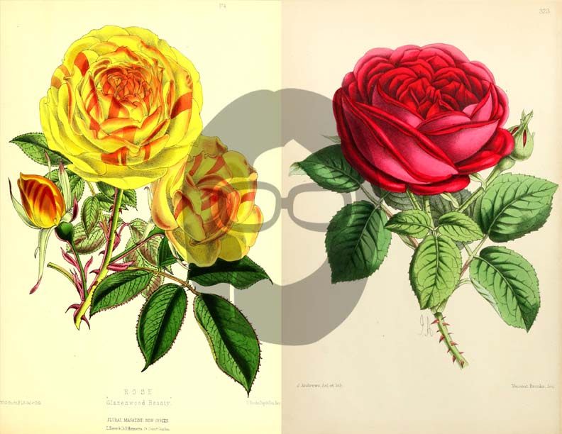 Vintage Roses Ephemera Printable Paper Pack - Set #74 - 30 Pg Instant Download - digital journal kits, roses clipart floral