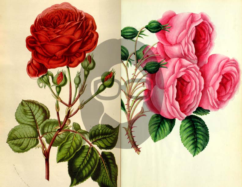 Vintage Roses Ephemera Printable Paper Pack - Set #74 - 30 Pg Instant Download - digital journal kits, roses clipart floral