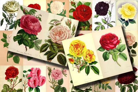 Vintage Roses Ephemera Printable Paper Pack - Set #74 - 30 Pg Instant Download - digital journal kits, roses clipart floral