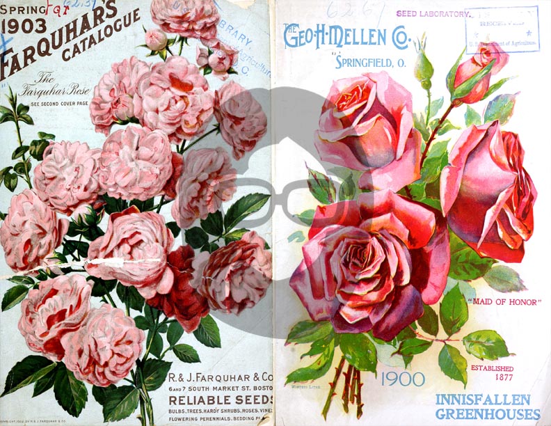 Vintage Seed Catalog Ephemera Printable Paper Pack - Set #81 - 30 Pg Instant Download - digital journal kits, roses clipart floral