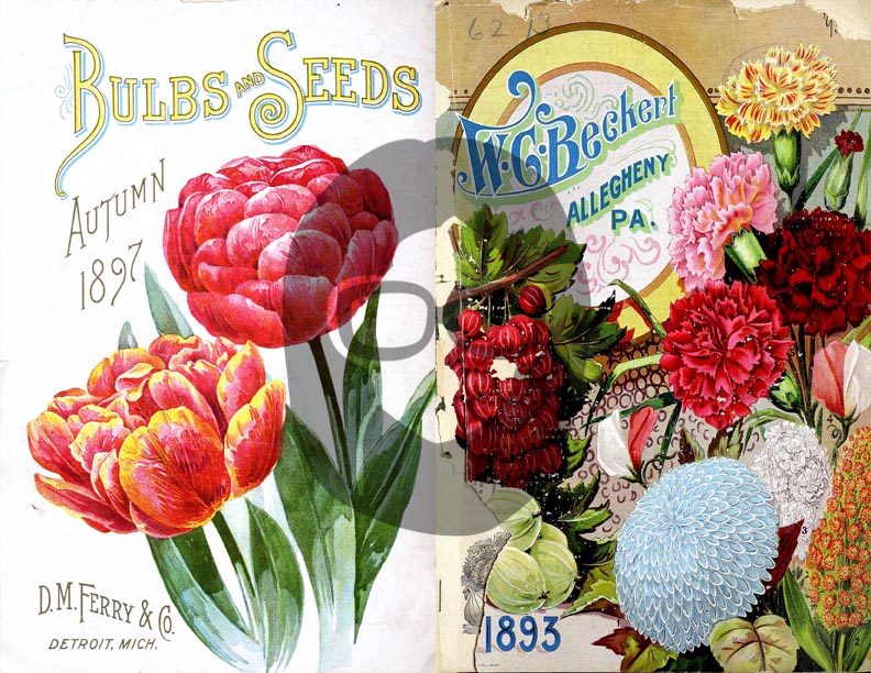 Vintage Seed Catalog Ephemera Printable Paper Pack - Set #81 - 30 Pg Instant Download - digital journal kits, roses clipart floral