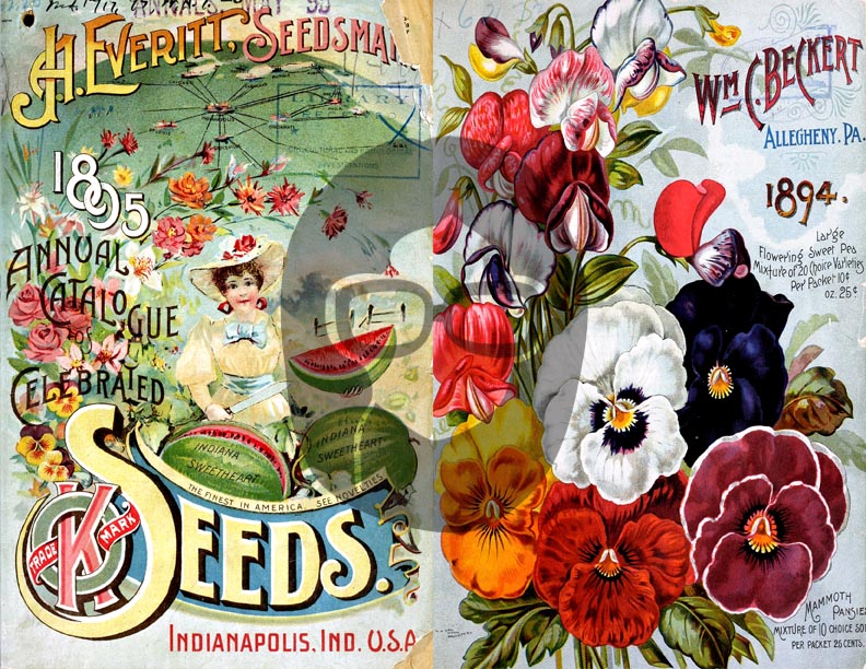 Vintage Seed Catalog Ephemera Printable Paper Pack - Set #81 - 30 Pg Instant Download - digital journal kits, roses clipart floral
