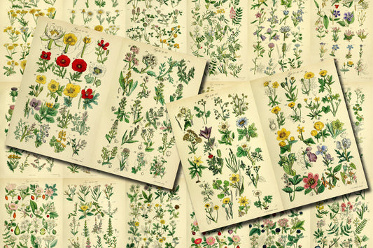 Botanical Ephemera Paper Pack - Printable Ephemera Set #58 - 24 Pg Instant Download - blank journal cards, digital journal kits, botany