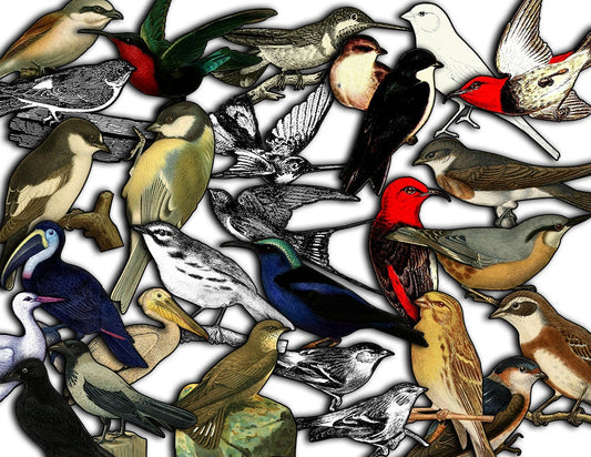 Fussy Cut Birds, Bird Ephemera -8pg Digital Download- Scan N Cut, Bird Clipart, Retro and Vintage, Junk Journal Kit, Collage Sheets, Aves