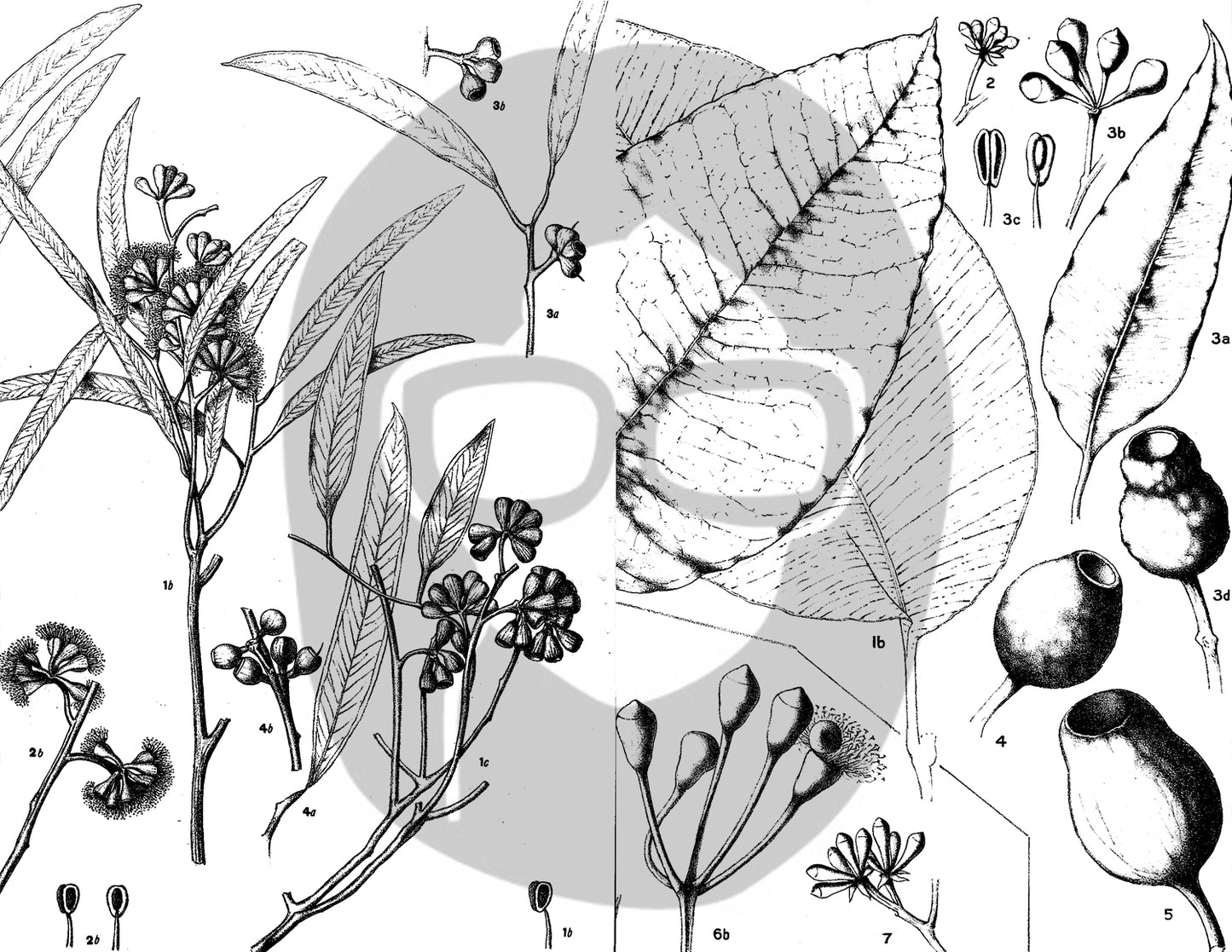 Ephemera Pack - Printable Ephemera Set #42 - Black & White Botanicals - 30 Page Instant Download, journaling kit, journal pages