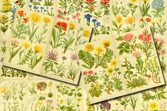 Botanical Ephemera Paper Pack - Printable Ephemera Set #57 - 19 Pg Instant Download - blank journal cards, digital journal kits, botany