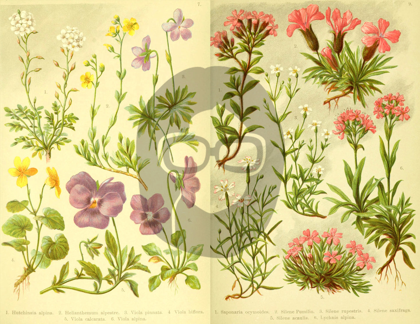 Botanical Ephemera Paper Pack - Printable Ephemera Set #57 - 19 Pg Instant Download - blank journal cards, digital journal kits, botany
