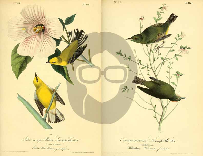 Vintage Bird Printable Ephemera Pack - Set # 70 - 30 Pg Instant Download, journaling kit, journal cards, junk journal kit, bird images