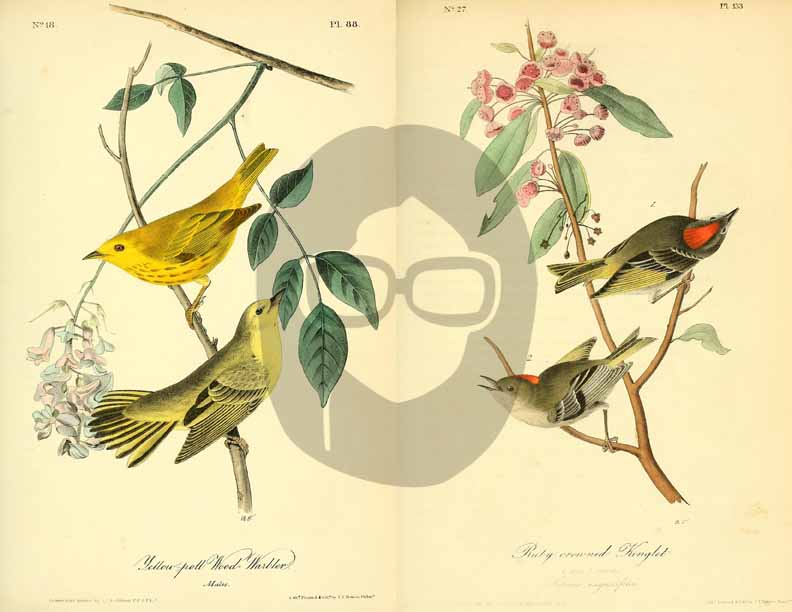Vintage Bird Printable Ephemera Pack - Set # 70 - 30 Pg Instant Download, journaling kit, journal cards, junk journal kit, bird images