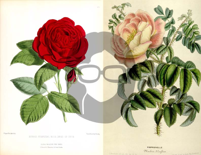 Vintage Roses Ephemera Printable Paper Pack - Set #74 - 30 Pg Instant Download - digital journal kits, roses clipart floral