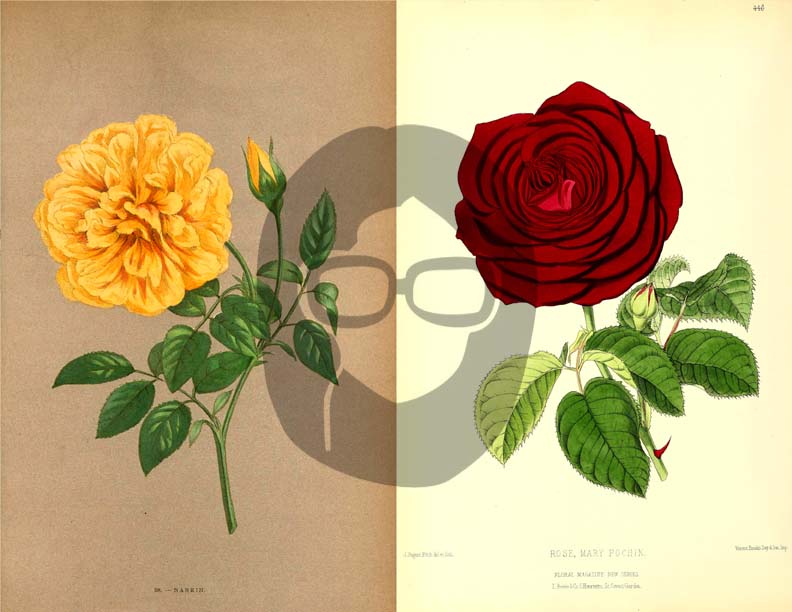 Vintage Roses Ephemera Printable Paper Pack - Set #74 - 30 Pg Instant Download - digital journal kits, roses clipart floral